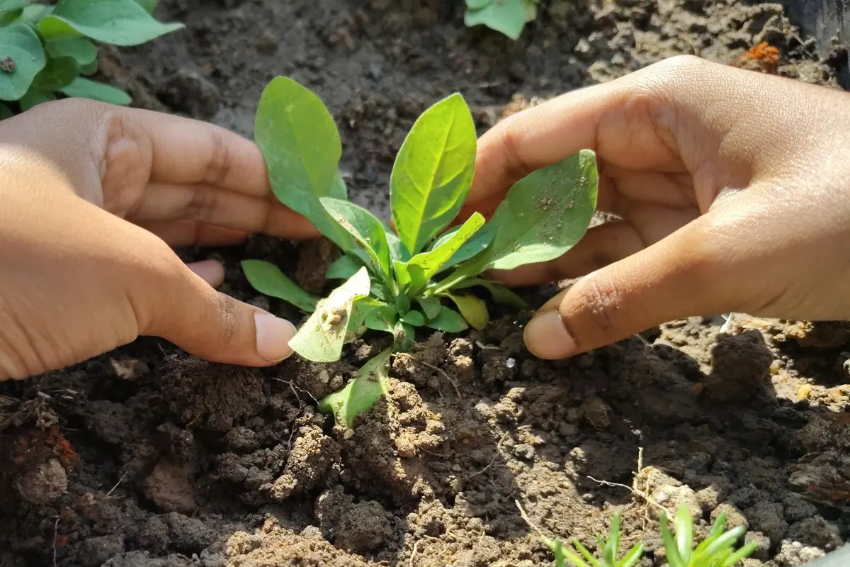 Gardening services in Bakersfield, CA: hands planting in a garden bed