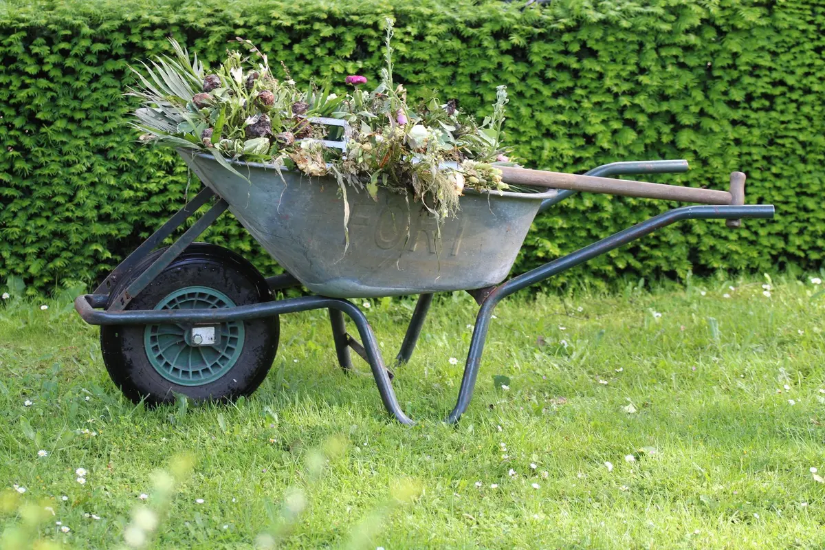 Hauling in Bakersfield, CA: wheelbarrow of yard cuttings on a lawn