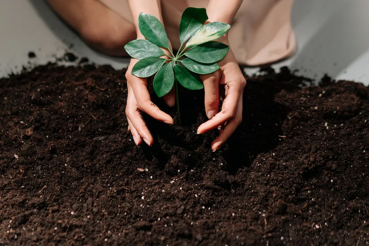 Planting in Bakersfield, CA: hands setting a young plant in soil